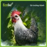 Gà Ai Cập Ecolar